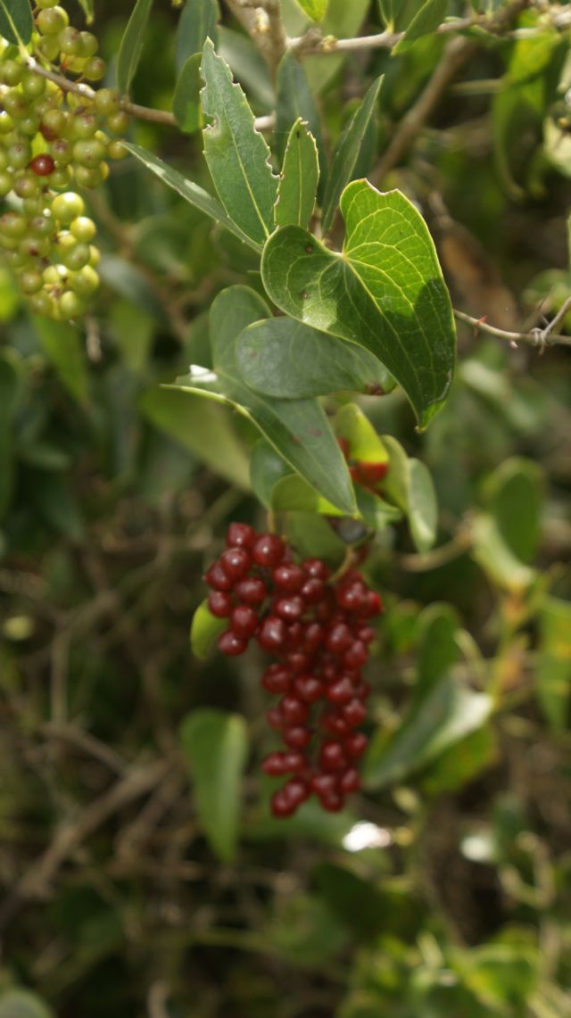 Smilax aspera / Salsapariglia